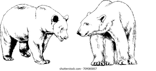 set of vector drawings on the theme of predators bears are drawn by hand with ink tattoo logos