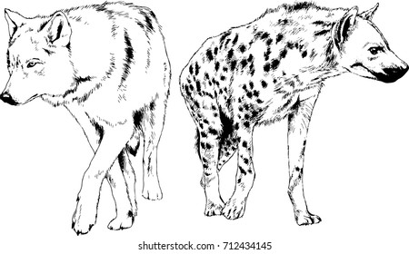 set of vector drawings on the theme of predators bears and wolves are drawn by hand with ink tattoo logos