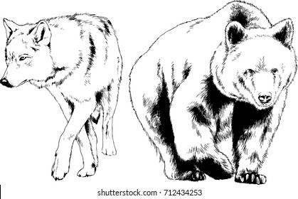 set of vector drawings on the theme of predators bears and wolves are drawn by hand with ink tattoo logos