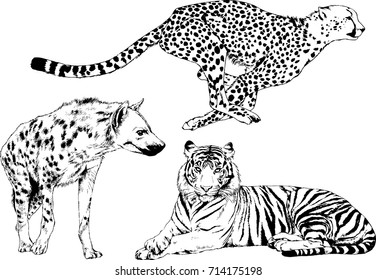 set of vector drawings on the theme of predators bears wolves hyena cheetah are drawn by hand with ink tattoo logos