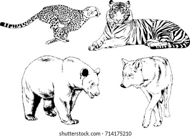 set of vector drawings on the theme of predators bears wolves hyena cheetah are drawn by hand with ink tattoo logos