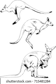 set of vector drawings on the theme of a kangaroo drawn in ink freehand sketch logo without background