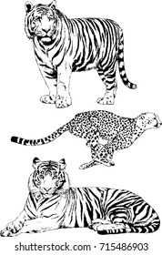 set of vector drawings on the theme of animals , a tiger and a Cheetah drawn in ink freehand sketch logo without background