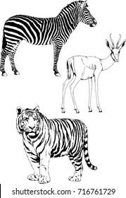 set of vector drawings on the theme of animals painted in ink by hand without a background