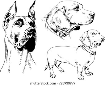 set of vector drawings on the theme of Pets drawn in ink by hand
