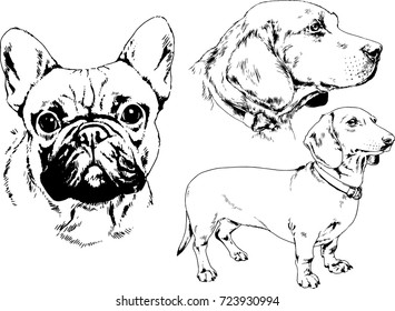 set of vector drawings on the theme of Pets drawn in ink by hand
