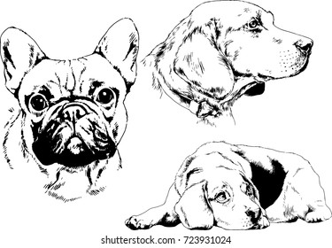 set of vector drawings on the theme of Pets drawn in ink by hand
