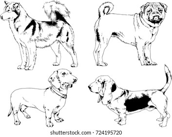 set of vector drawings on the theme of dogs drawn in ink by hand