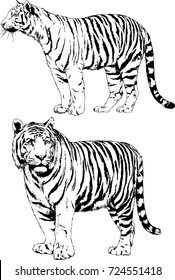 set of vector drawings on the theme of predators tigers are drawn by hand with ink tattoo logos