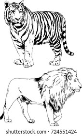 set of vector drawings on the theme of predators tigers and lions are drawn by hand with ink tattoo logos