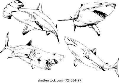 set of vector drawings on the theme of sharks drawn by hand with ink on a white background