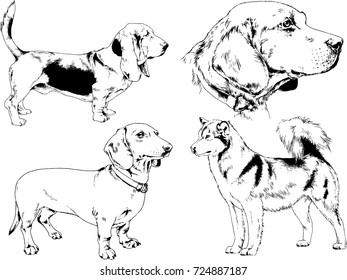 set of vector drawings on the theme of dogs drawn in ink by hand