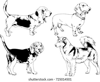 set of vector drawings on the theme of dogs drawn in ink by hand