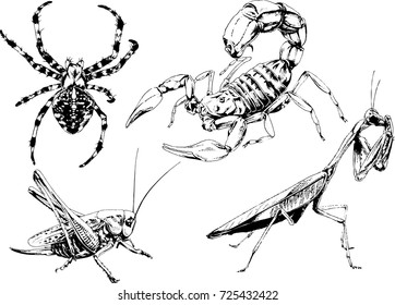 set of vector drawings on the theme of insects drawn in ink by hand without a background