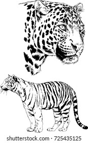 set of vector drawings on the theme of predators are drawn by hand with ink tattoo logos