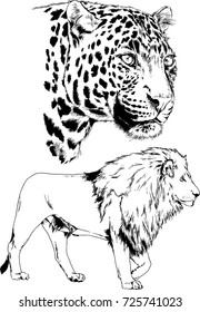 set of vector drawings on the theme of predators are drawn by hand with ink tattoo logos