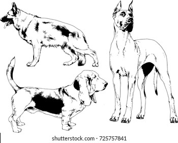 set of vector drawings on the theme of dogs drawn in ink by hand