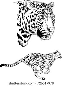 set of vector drawings on the theme of predators are drawn by hand with ink tattoo logos