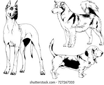 set of vector drawings on the theme of dogs drawn in ink by hand