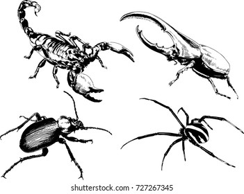 set of vector drawings on the theme of insects drawn in ink by hand without a background