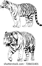 set of vector drawings on the theme of predators are drawn by hand with ink tattoo logos