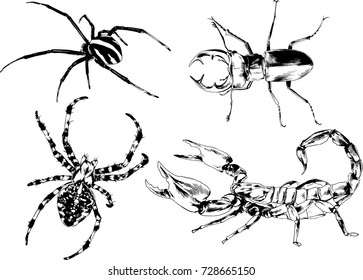 set of vector drawings on the theme of insects drawn in ink by hand without a background