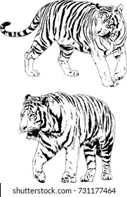 set of vector drawings on the theme of predators tigers are drawn by hand with ink tattoo logos
