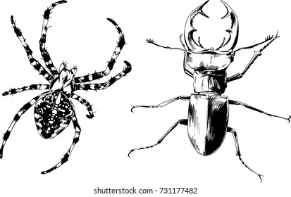 set of vector drawings on the theme of insects drawn in ink by hand without a background