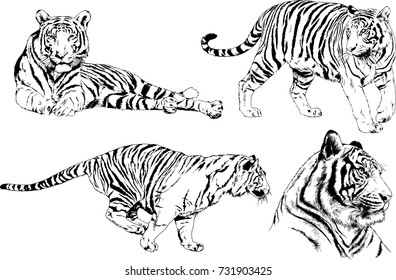 set of vector drawings on the theme of predators tigers are drawn by hand with ink tattoo logos