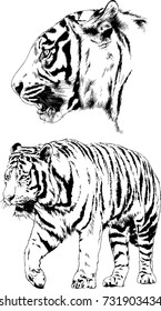 set of vector drawings on the theme of predators tigers are drawn by hand with ink tattoo logos