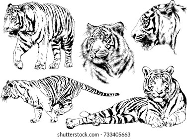 set of vector drawings on the theme of predators tigers are drawn by hand with ink tattoo logos