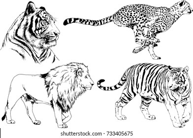 set of vector drawings on the theme of predators tigers are drawn by hand with ink tattoo logos