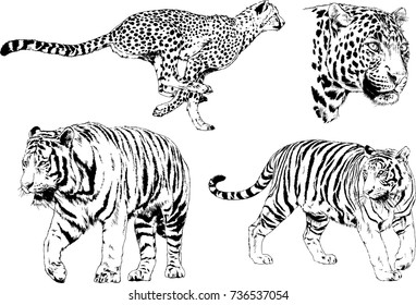 set of vector drawings on the theme of predators tigers are drawn by hand with ink tattoo logos