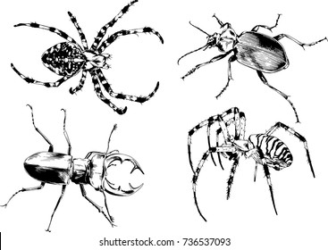 set of vector drawings on the theme of insects drawn in ink by hand without a background