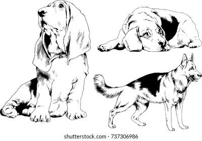 set of vector drawings on the theme of dogs of different breeds hand-drawn ink sketch