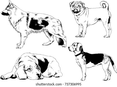 set of vector drawings on the theme of dogs of different breeds hand-drawn ink sketch