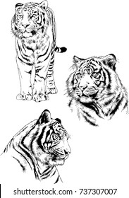 set of vector drawings on the theme of predators tigers are drawn by hand with ink tattoo logos