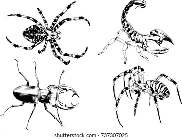 set of vector drawings on the theme of insects drawn in ink by hand without a background
