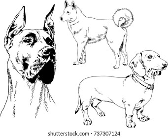 set of vector drawings on the theme of dogs of different breeds hand-drawn ink sketch