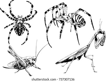 set of vector drawings on the theme of insects drawn in ink by hand without a background