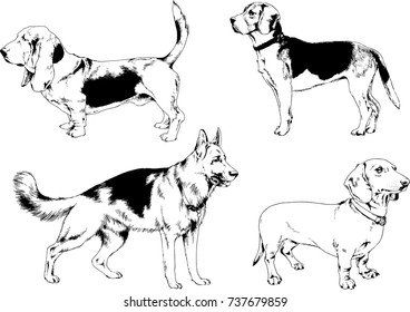 set of vector drawings on the theme of dogs of different breeds hand-drawn ink sketch