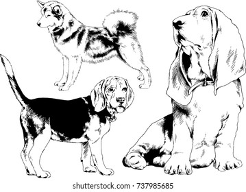 set of vector drawings on the theme of dogs of different breeds hand-drawn ink sketch