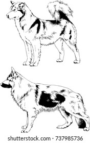 set of vector drawings on the theme of dogs of different breeds hand-drawn ink sketch