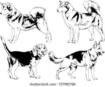 set of vector drawings on the theme of dogs of different breeds hand-drawn ink sketch