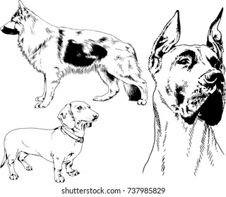 set of vector drawings on the theme of dogs of different breeds hand-drawn ink sketch