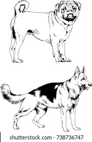 set of vector drawings on the theme of dogs of different breeds hand-drawn ink sketch