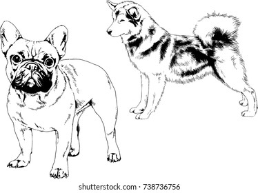 set of vector drawings on the theme of dogs of different breeds hand-drawn ink sketch