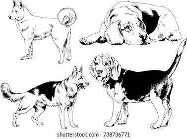 set of vector drawings on the theme of dogs of different breeds hand-drawn ink sketch