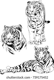 set of vector drawings on the theme of predators tigers are drawn by hand with ink tattoo logos