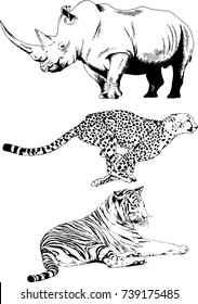 set of vector drawings on the theme of animals , tiger Cheetah Rhino drawn in ink freehand sketch logo without background